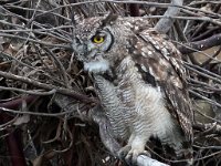 uil 2  Spotted Eagle Owl - Frieda Prinsloo - 2013 : frieda